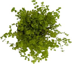 Quinn's Fins Micranthemum Monte Carlo Potted Live Submerged Aquatic Plant, Green, Small, 3 count slide 2 of 2