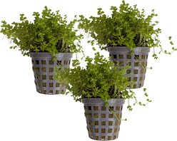 Quinn's Fins Micranthemum Monte Carlo Potted Live Submerged Aquatic Plant, Green, Small, 3 count