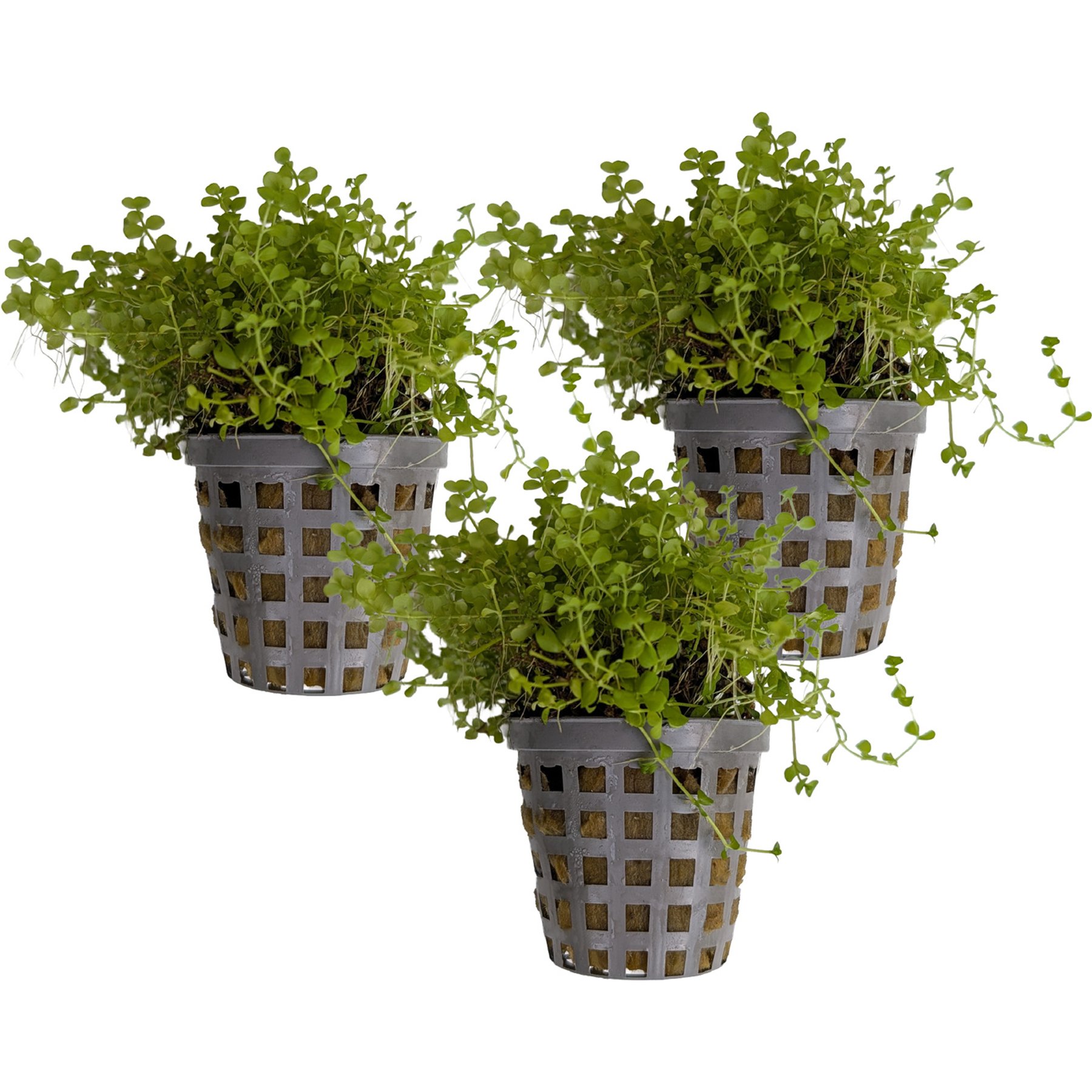 Quinn's Fins Micranthemum Monte Carlo Potted Live Submerged Aquatic Plant, Green, Small, 3 count