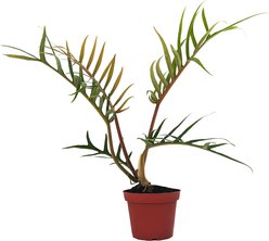 Quinn's Fins Philodendron Tortum 4-in Pot Pesticide Free Live Terrarium Plant, Green