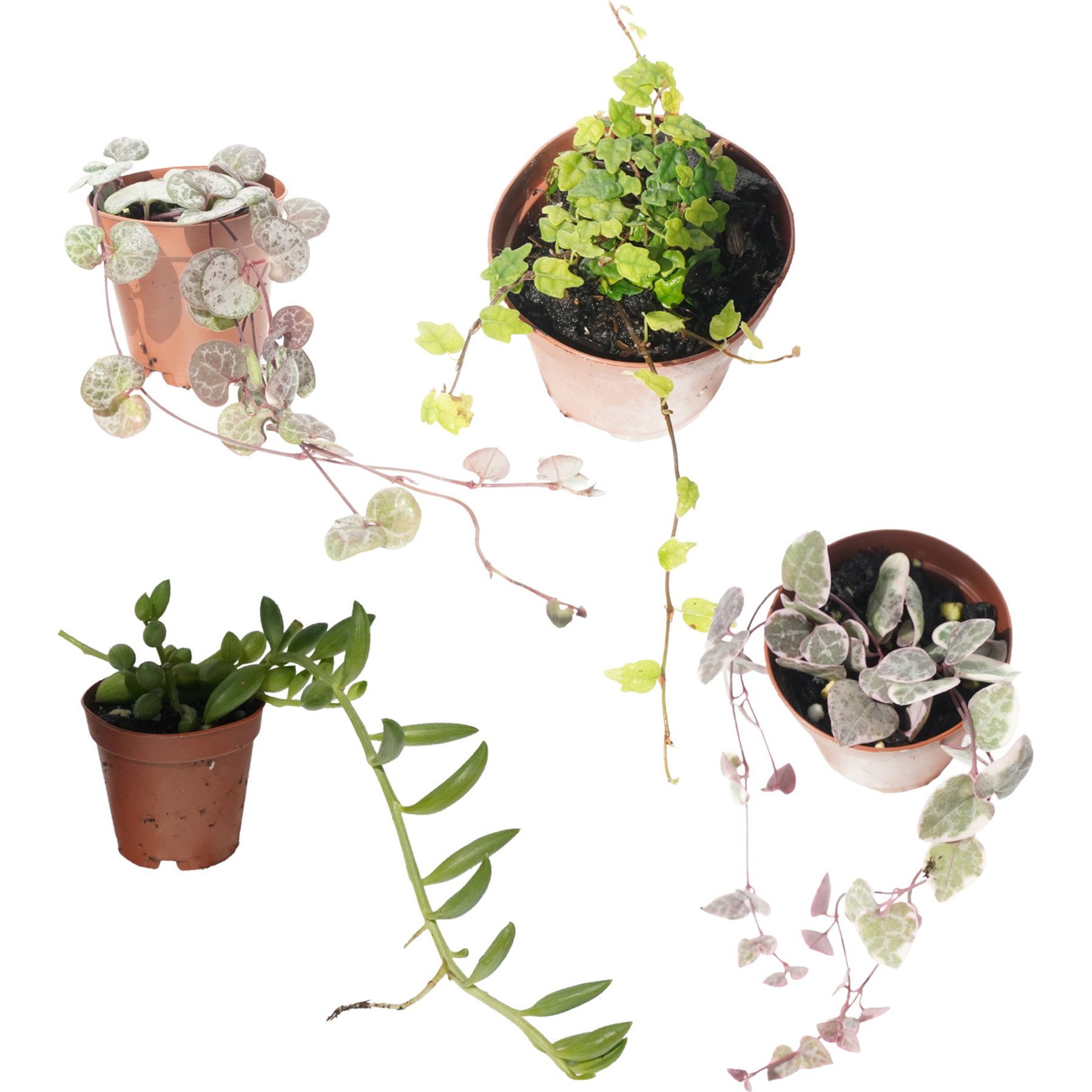 Quinn's Fins Quartet Combo Pack String of Hearts Variegated String of Hearts String of Watermelon String of Frogs Trailing Succulent Pesticide Free Reptile Terrarium Plant, Multi Color, 2-in, 4 count