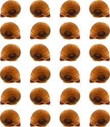Quinn's Fins Ramshorn Snail Planorbella Duryi Live Aquarium Ornamental Invertebrate, Small, Brown, 24 count