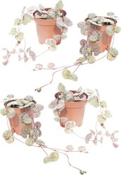 Quinn's Fins String of Hearts Combo Pack Pots Ceropegia Woodii Variegated Rosary Vine Trailing Succulent Pesticide Free Reptile Terrarium Plant, 2-in, Purple, 4 count
