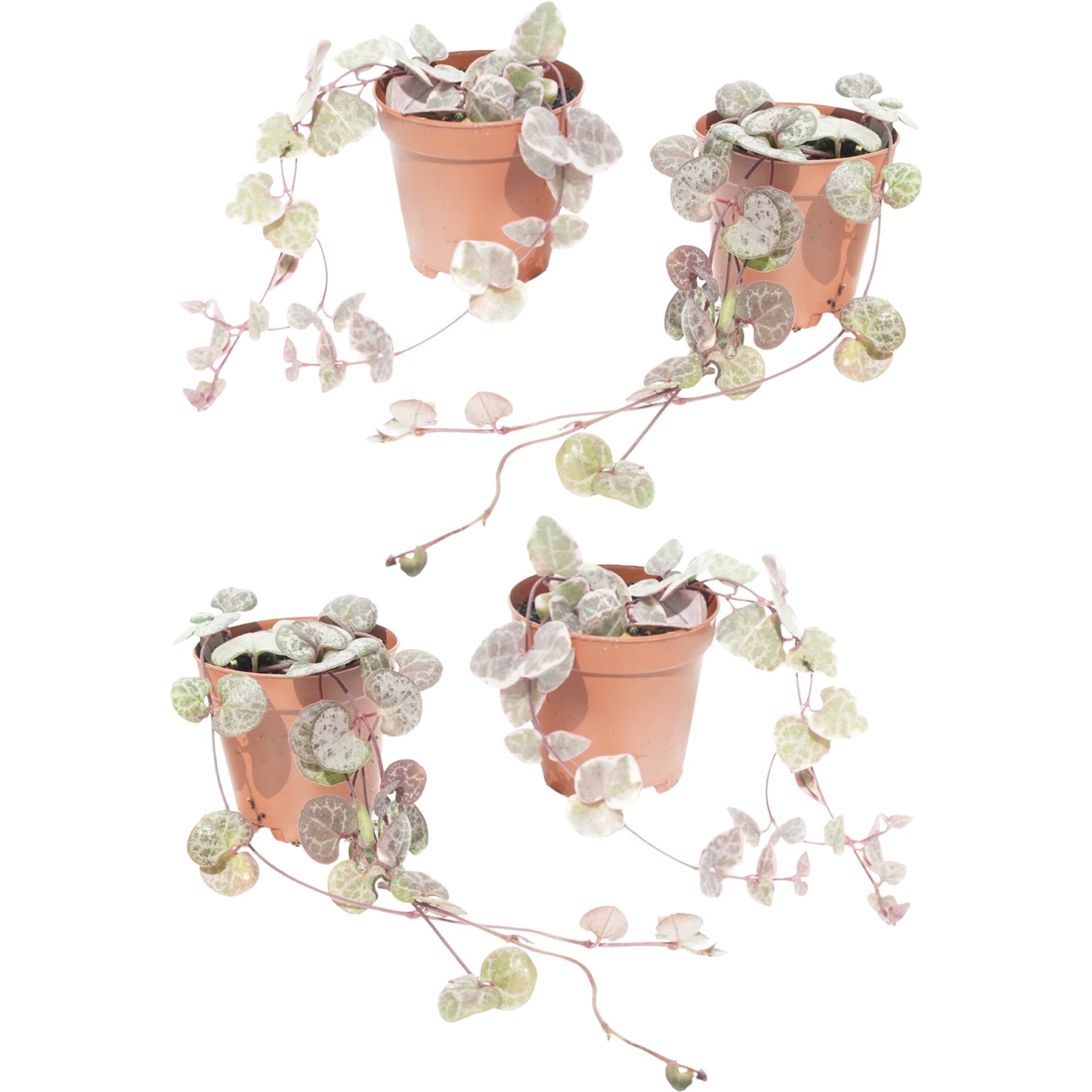 Quinn's Fins String of Hearts Combo Pack Pots Ceropegia Woodii Variegated Rosary Vine Trailing Succulent Pesticide Free Reptile Terrarium Plant, 2-in, Purple, 4 count