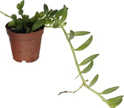Quinn's Fins String of Watermelon Curio Herreanus Trailing Succulent Beads Leaf Pesticide Free Reptile Terrarium Plant, 2-in, Green, 3 count slide 2 of 5