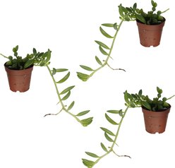 Quinn's Fins String of Watermelon Curio Herreanus Trailing Succulent Beads Leaf Pesticide Free Reptile Terrarium Plant, 2-in, Green, 3 count