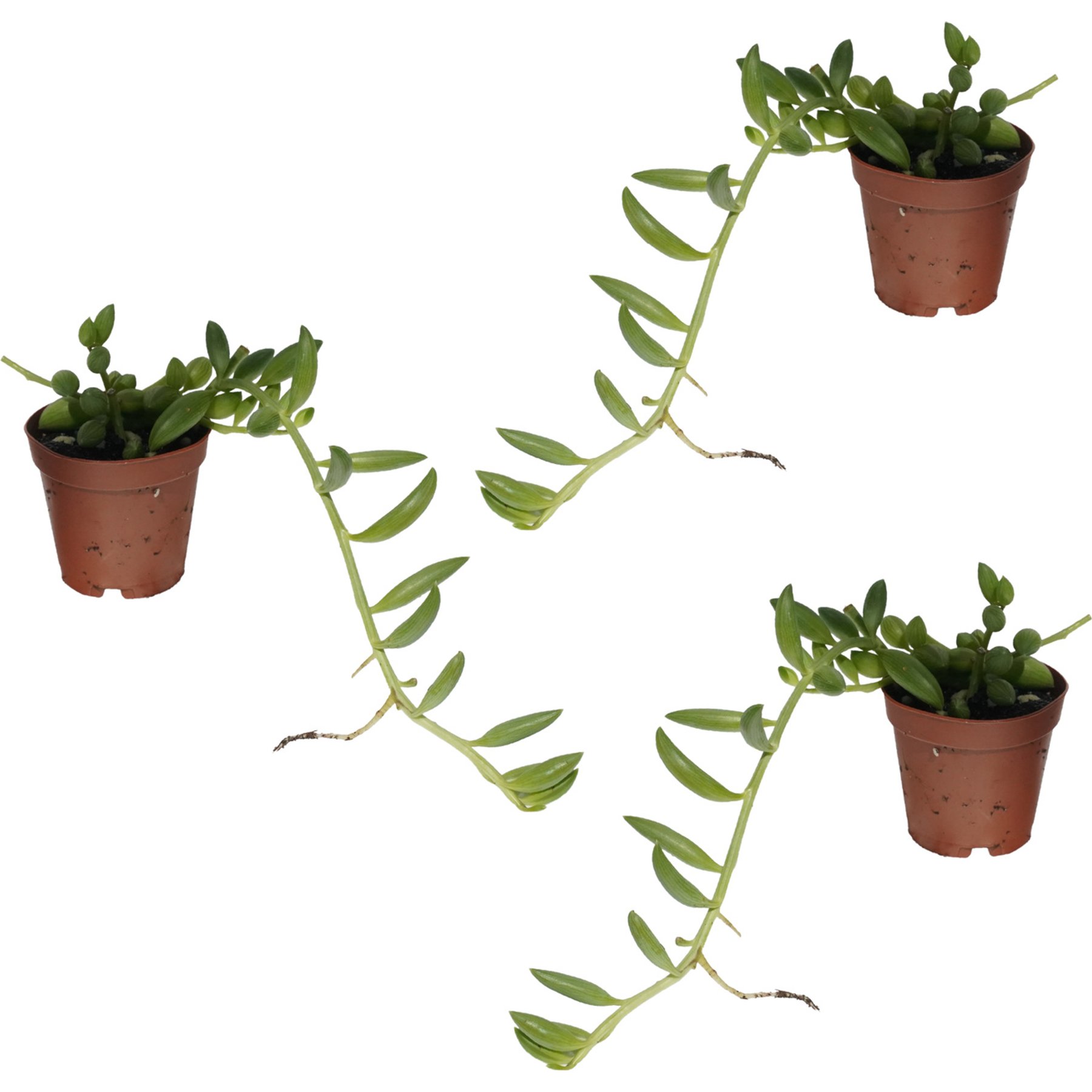Quinn's Fins String of Watermelon Curio Herreanus Trailing Succulent Beads Leaf Pesticide Free Reptile Terrarium Plant, 2-in, Green, 3 count