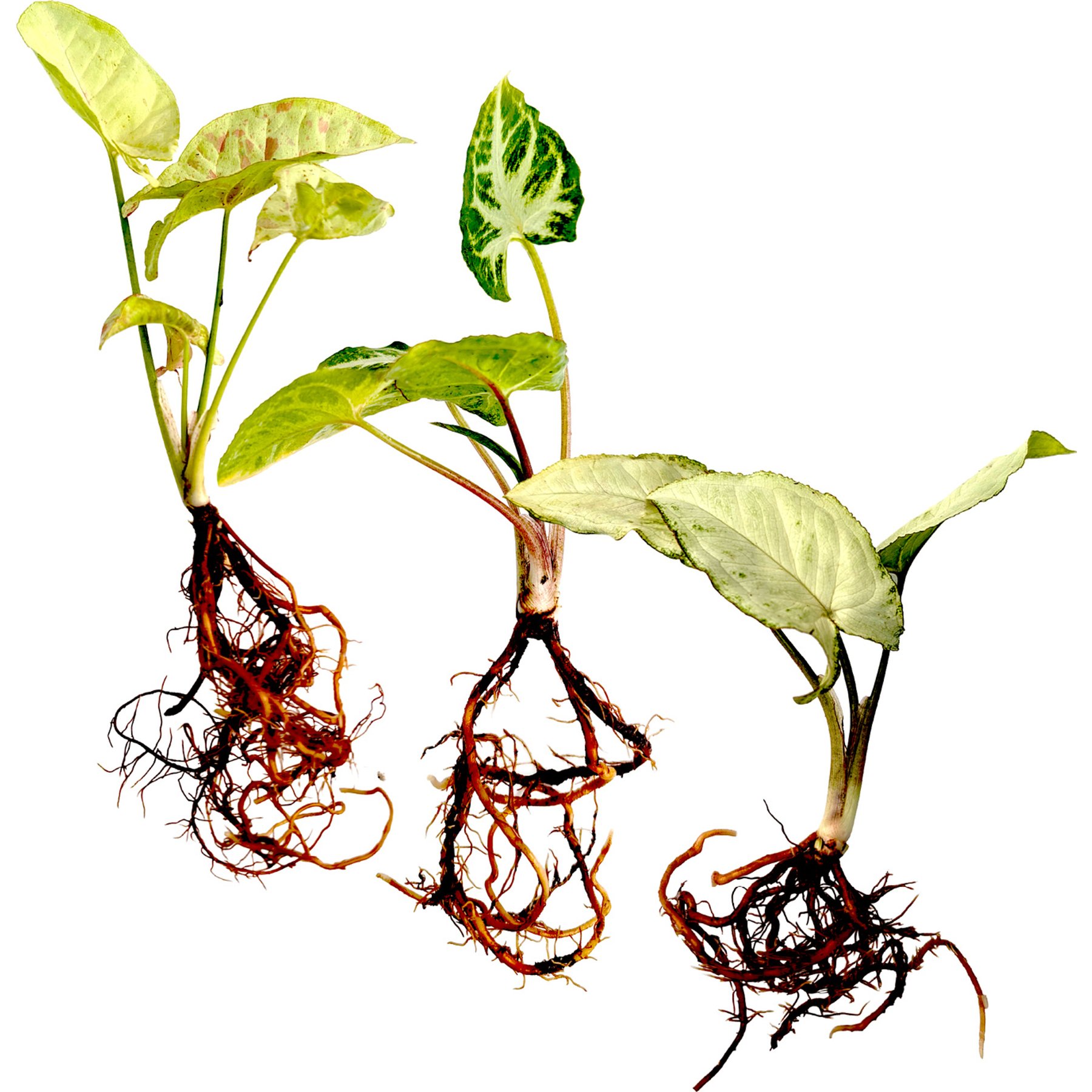 Quinn's Fins Syngonium Milk Confetti, Holly & Glo-Go Pesticide Free Live Aquaponic Plants, White, Medium, 3 count