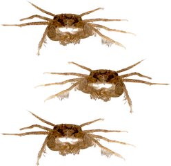 Quinn's Fins Thai Microcrab Limnopilos Naiyanetri Live Aquarium Ornamental Invertebrate, Tiny, Brown, 3 count