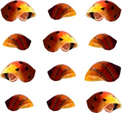 Quinn's Fins Orange Tiger Nerite Vittina Semiconica Live Aquarium Snail Ornamental Invertebrate, Small, Orange, 12 count