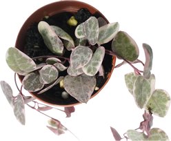 Quinn's Fins Variegated String of Hearts Ceropegia Woodii Pink Cream Green Rosary Vine Trailing Succulent Pesticide Free Reptile Terrarium Plant, 2-in, Purple, 3 count slide 2 of 4