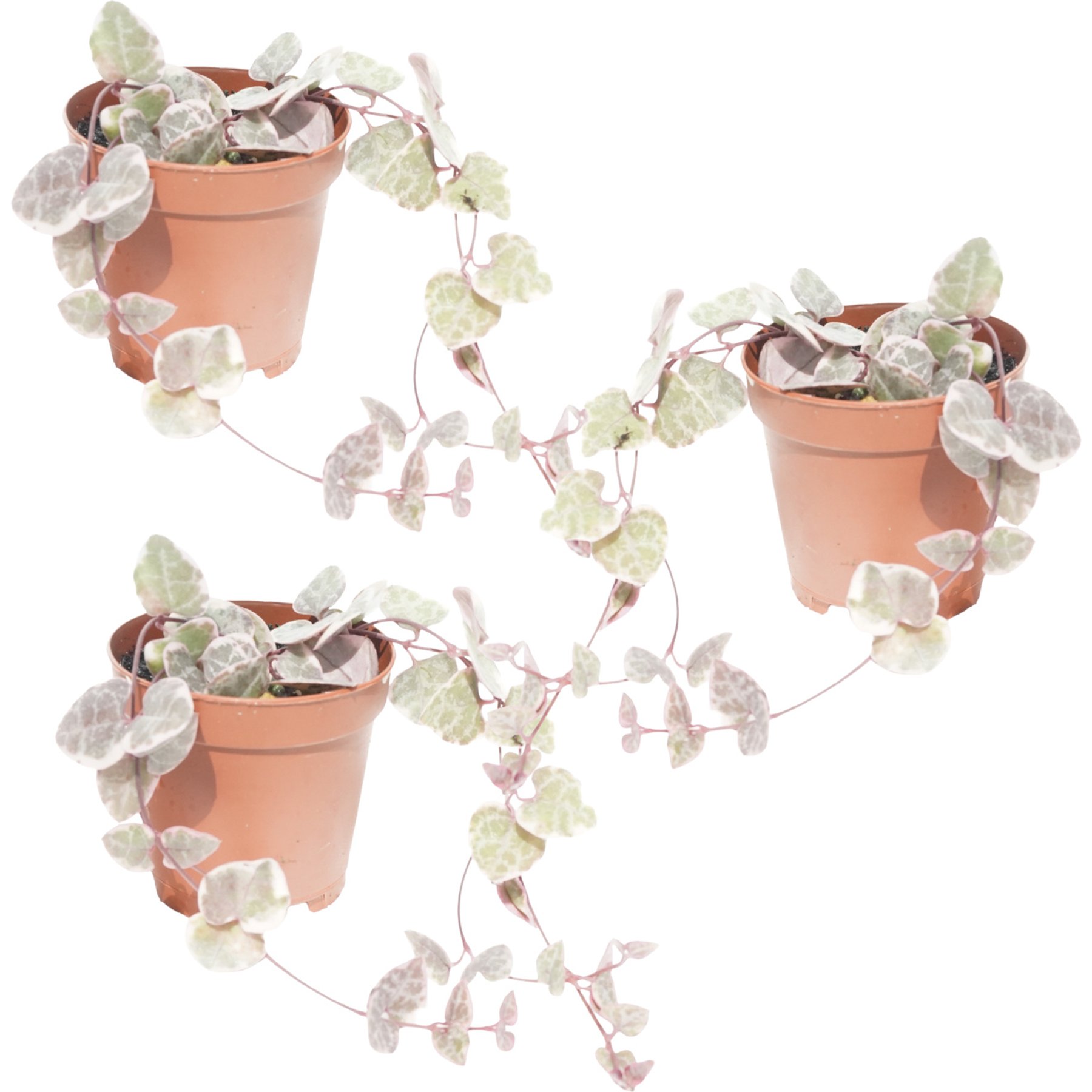Quinn's Fins Variegated String of Hearts Ceropegia Woodii Pink Cream Green Rosary Vine Trailing Succulent Pesticide Free Reptile Terrarium Plant, 2-in, Purple, 3 count