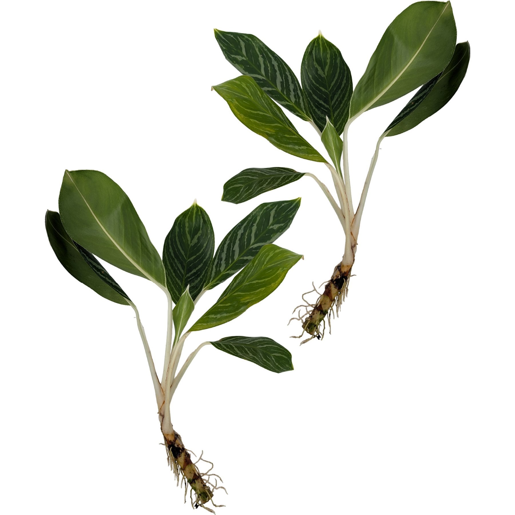 Quinn's Fins White Stem Aglaonema Pesticide Free Live Aquaponic Plant, Silver, Medium, 2 count