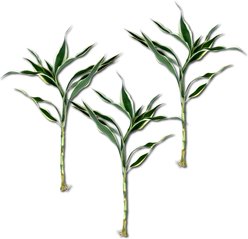 Quinn's Fins White Variegated Lucky Bamboo Pesticide Free Live Aquaponic Plant, Green, Medium, 3 count