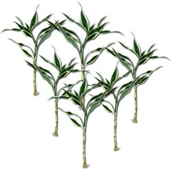 Quinn's Fins White Variegated Lucky Bamboo Pesticide Live Aquaponic Plant, White, Medium, 6 count