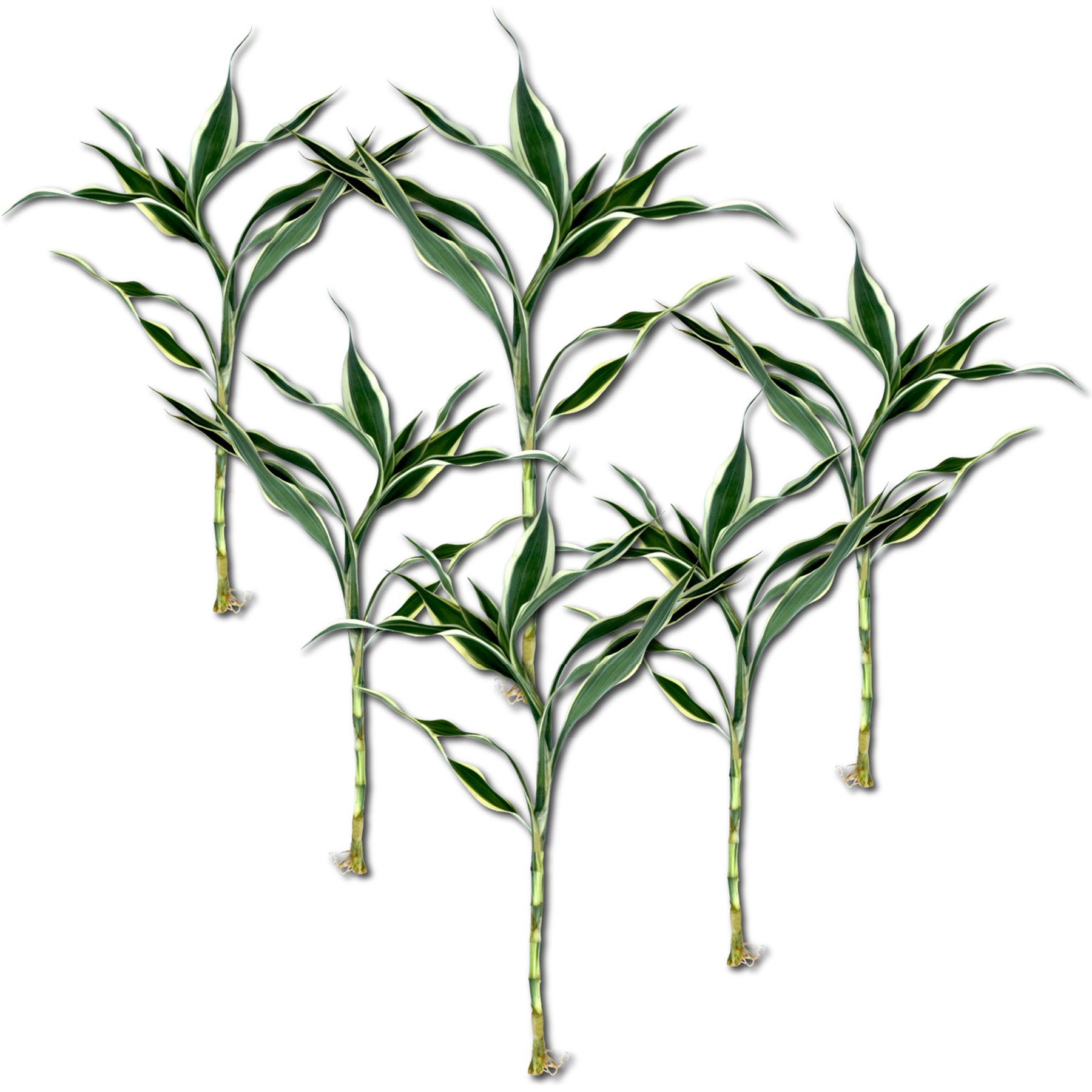 Quinn's Fins White Variegated Lucky Bamboo Pesticide Live Aquaponic Plant, White, Medium, 6 count