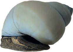 Quinn's Fins White Wizard Filopaludina Martensi Live Aquarium Snail Ornamental Invertebrate, Medium, White, 3 count slide 2 of 3