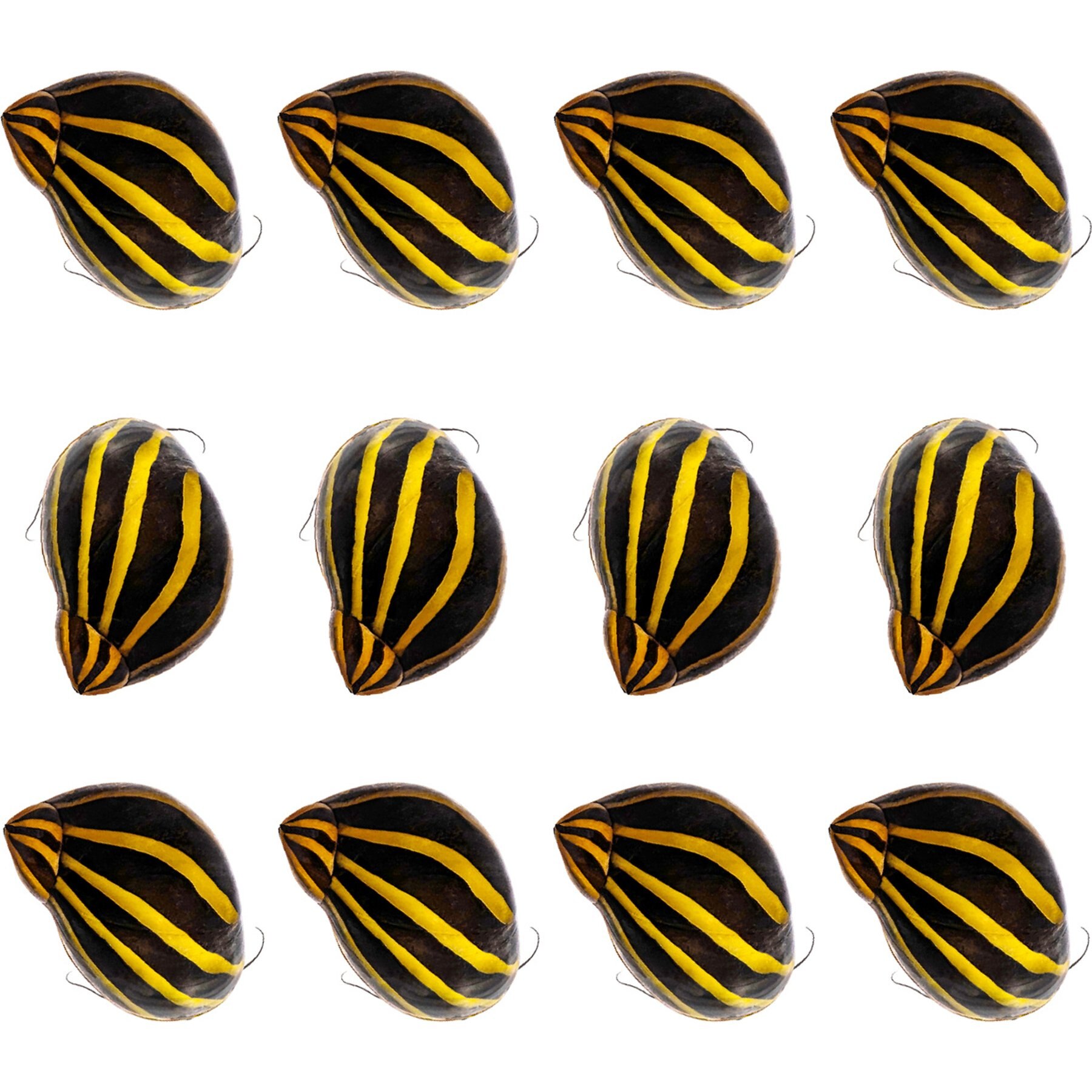 Quinn's Fins Zebra Nerite Vittina Natalensis Live Aquarium Snail Ornamental Invertebrate, Small, Black, 12 count