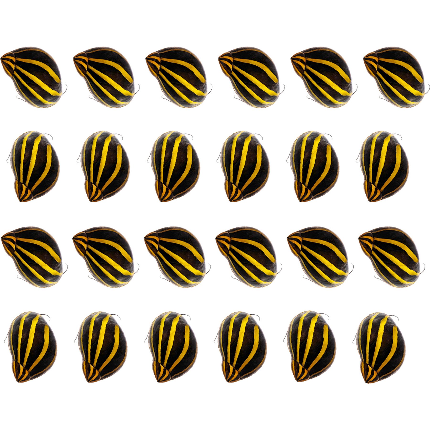 Quinn's Fins Zebra Nerite Vittina Natalensis Live Aquarium Snail Ornamental Invertebrate, Small, Black, 24 count