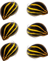 Quinn's Fins Zebra Nerite Vittina Natalensis Live Aquarium Snail Ornamental Invertebrate, Small, Black, 6 count