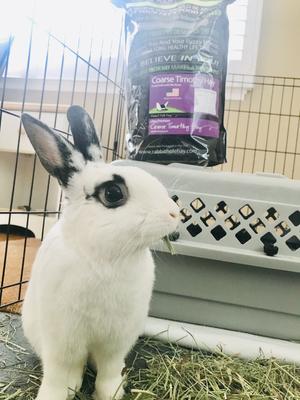 Show full view: Rabbit Hole Hay Ultra Premium Hand-Packed Coarse Timothy Hay for Small Pets, 20-lb box slide 3 of 6