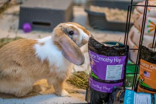 Show full view: Rabbit Hole Hay Ultra Premium Hand-Packed Coarse Timothy Hay for Small Pets, 20-lb box slide 4 of 6