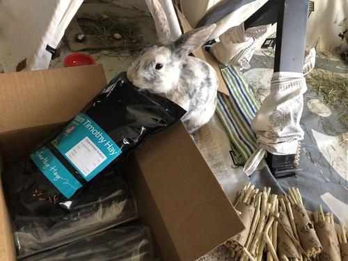 Show full view: Rabbit Hole Hay Ultra Premium Hand-Packed Medium Timothy Hay for Small Pets, 20-lb box slide 3 of 6