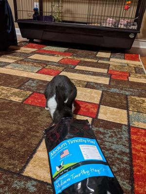 Show full view: Rabbit Hole Hay Ultra Premium Hand-Packed Medium Timothy Hay for Small Pets, 20-lb box slide 4 of 6