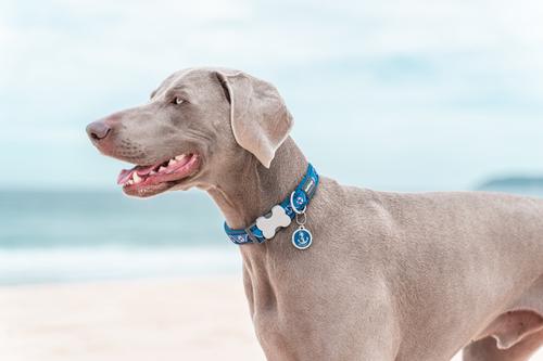 Show full view: Red Dingo Anchor Stainless Steel Personalized Dog & Cat ID Tag, Blue, Small slide 4 of 8