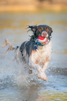 Show full view: Red Dingo Bone Stainless Steel Personalized Dog ID Tag, Blue, Medium slide 5 of 9