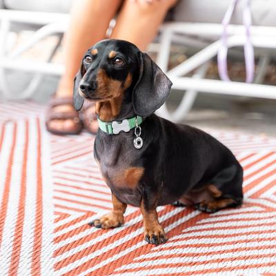 Show full view: Red Dingo Bucklebone Classic Pastel Nylon Dog Collar, Green, Medium: 12.5 to 18.5-in neck, 4/5-in wide slide 7 of 8