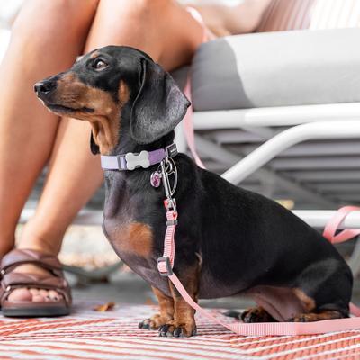 Show full view: Red Dingo Bucklebone Classic Pastel Nylon Dog Collar, Purple, Small: 9.5 to 14-in neck, 5/8-in wide slide 7 of 8