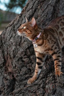 Show full view: Red Dingo Bumble Bee Stainless Steel Personalized Dog & Cat ID Tag, Pink, Small slide 4 of 8