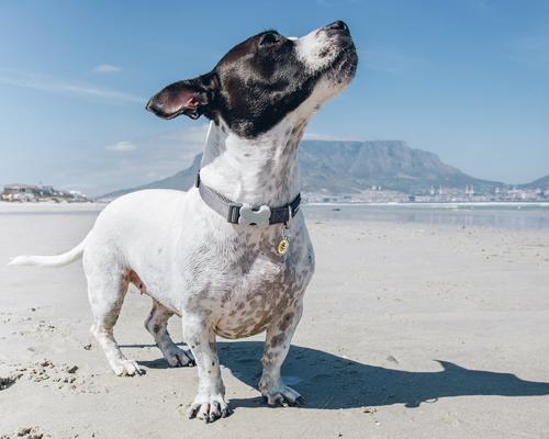 Show full view: Red Dingo Bumble Bee Stainless Steel Personalized Dog & Cat ID Tag, Yellow, Medium slide 7 of 11