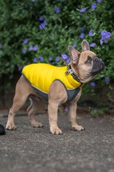 Red Dingo Bumble Bee Stainless Steel Personalized Dog & Cat ID Tag, Yellow, Small slide 2 of 9