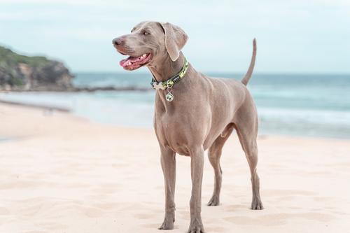 Show full view: Red Dingo Camouflage Stainless Steel Personalized Dog & Cat ID Tag, Green, Large slide 4 of 7