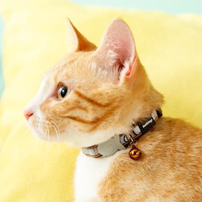 Show full view: Red Dingo Circadelic Nylon Breakaway Cat Collar with Bell, Brown, 8 to 12.5-in neck, 1/2-in wide slide 8 of 10
