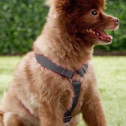 Red Dingo Classic Nylon Back Clip Dog Harness, Black, Medium: 17.7 to 26-in chest slide 2 of 6