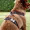 Show in main carousel: Red Dingo Classic Nylon Back Clip Dog Harness, Black, Medium: 17.7 to 26-in chest slide 3 of 10