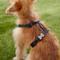 Show in main carousel: Red Dingo Classic Nylon Back Clip Dog Harness, Black, Small: 14.2 to 21.3-in chest slide 3 of 10