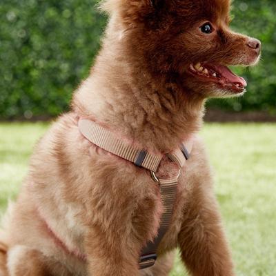 Show full view: Red Dingo Classic Nylon Back Clip Dog Harness, Brown, Medium: 17.7 to 26-in chest slide 2 of 9