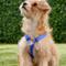 Show in main carousel: Red Dingo Classic Nylon Back Clip Dog Harness, Dark Blue, Small: 14.2 to 21.3-in chest slide 2 of 10