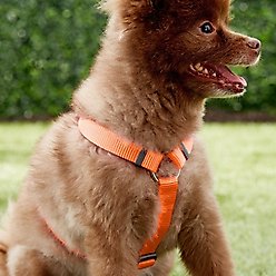 Red Dingo Classic Nylon Back Clip Dog Harness, Orange, Medium: 17.7 to 26-in chest slide 2 of 6