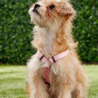 Show full view: Red Dingo Classic Nylon Back Clip Dog Harness, Pink, Small: 14.2 to 21.3-in chest slide 3 of 11