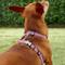 Show in main carousel: Red Dingo Classic Nylon Back Clip Dog Harness, Pink, X-Small: 11.8 to 17.3-in chest slide 3 of 10