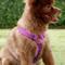 Show in main carousel: Red Dingo Classic Nylon Back Clip Dog Harness, Purple, Medium: 17.7 to 26-in chest slide 2 of 10