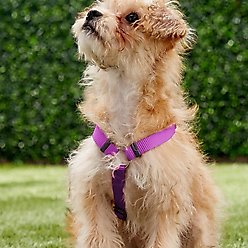 Red Dingo Classic Nylon Back Clip Dog Harness, Purple, Small: 14.2 to 21.3-in chest slide 2 of 6