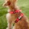 Show in main carousel: Red Dingo Classic Nylon Back Clip Dog Harness, Red, Small: 14.2 to 21.3-in chest slide 3 of 10