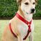 Show in main carousel: Red Dingo Classic Nylon Back Clip Dog Harness, Red, X-Large: 28 to 44.5-in chest slide 3 of 11