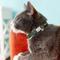 Show in main carousel: Red Dingo Classic Nylon Breakaway Cat Collar with Bell, Green, 8 to 12.5-in neck, 1/2-in wide slide 3 of 9